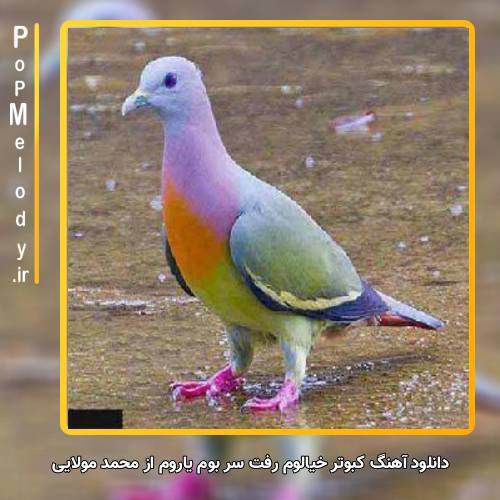 دانلود آهنگ محمد مولایی کبوترِ خیالوُم رفت سرِ بومِ یاروُم